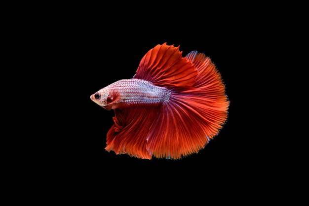 Hermoso Betta splendens rojo de media luna, pez luchador siamés o Pla-kad en peces populares tailandeses en acuarios.