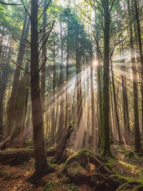 Hermoso bosque con árboles altos