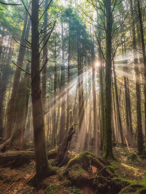 Hermoso bosque con árboles altos