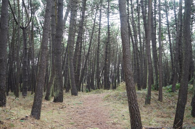 Hermoso bosque denso con muchos árboles altos