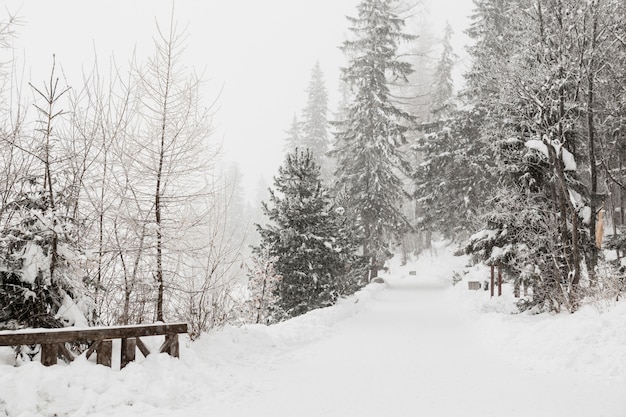 Hermoso bosque de invierno frío