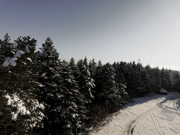 Foto gratuita hermoso bosque en invierno