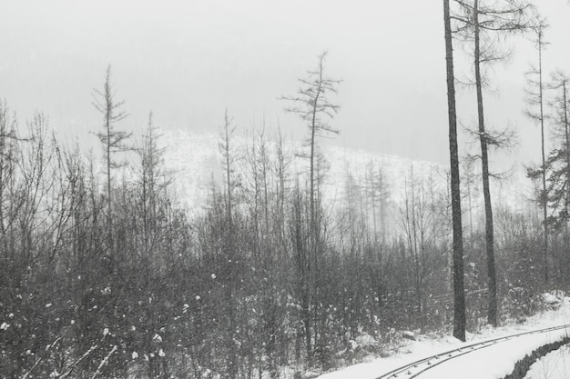 Foto gratuita hermoso bosque en invierno