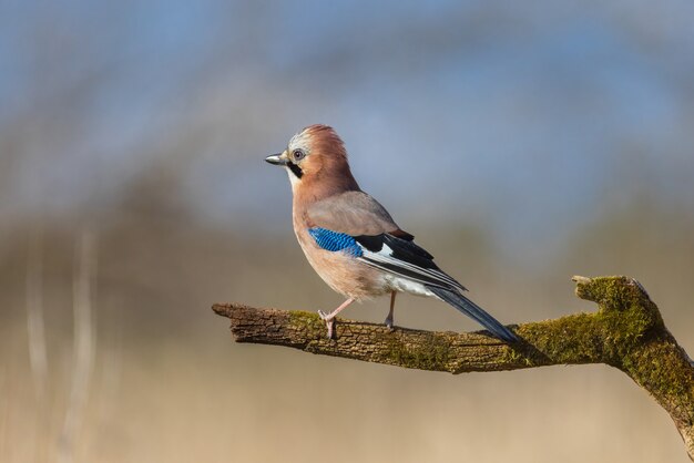 Hermoso bosque jay de pie sobre la rama de un árbol