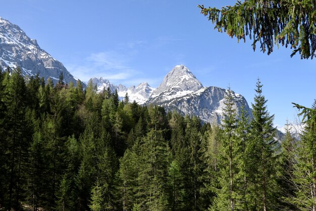 Hermoso bosque con muchos abetos con altas montañas cubiertas de nieve.