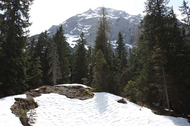 Hermoso bosque con muchos abetos con altas montañas cubiertas de nieve.