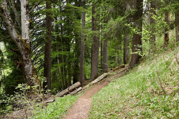 Hermoso bosque con muchos árboles y plantas verdes.