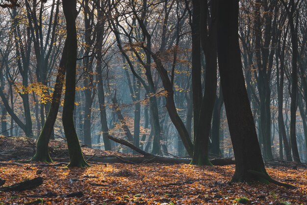 Hermoso bosque en otoño con suelo cubierto por hojas de colores