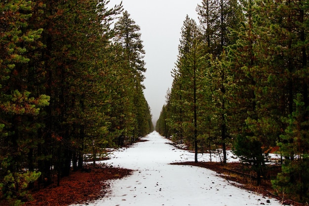 Hermoso bosque con pinos y un poco de nieve después del invierno