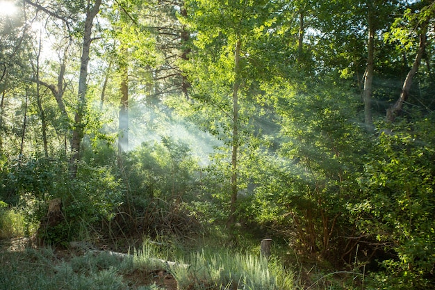 Hermoso bosque con rayos del sol