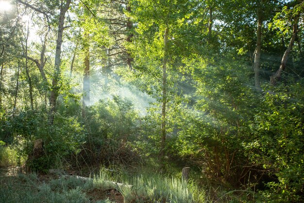 Hermoso bosque con rayos del sol