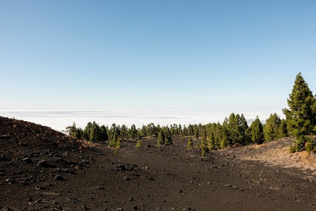 Hermoso bosque sobre las nubes