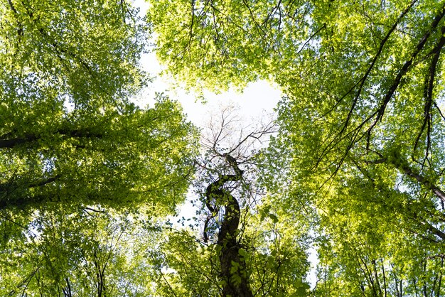 Hermoso bosque verde natural