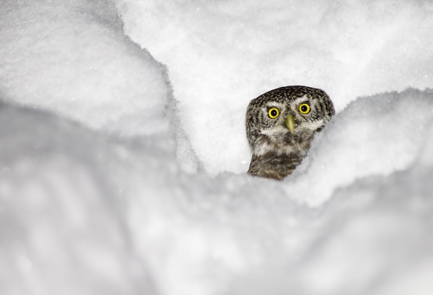 Hermoso búho en la nieve.