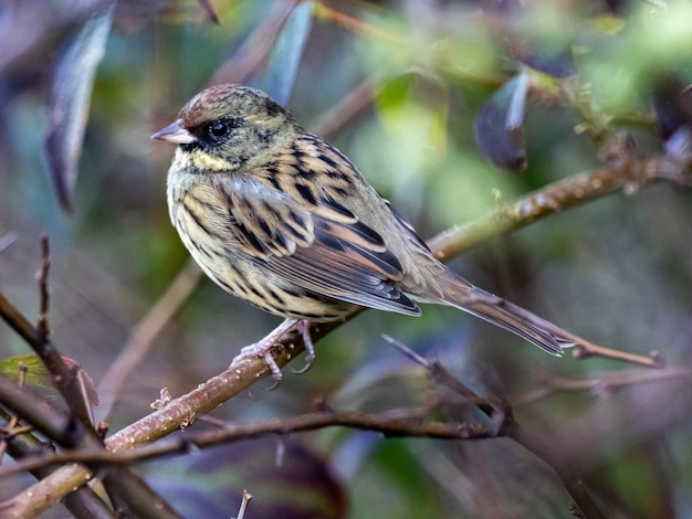 Hermoso bunting de cara negra descansando sobre una rama capturada en el bosque de Izumi, Yamato, Japón