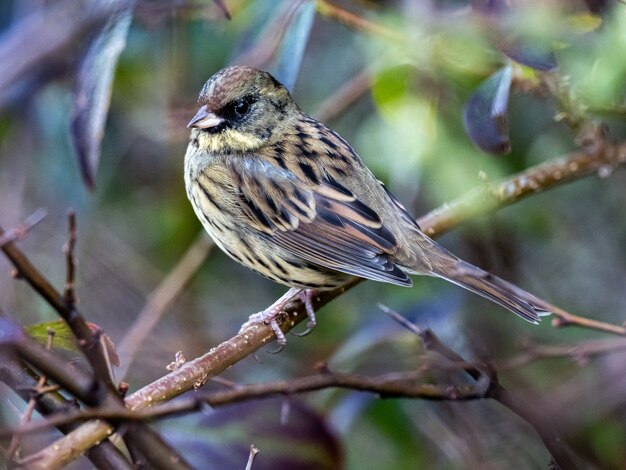 Hermoso bunting de cara negra descansando sobre una rama capturada en el bosque de Izumi, Yamato, Japón