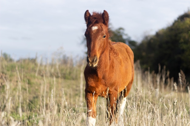 Hermoso caballo al aire libre