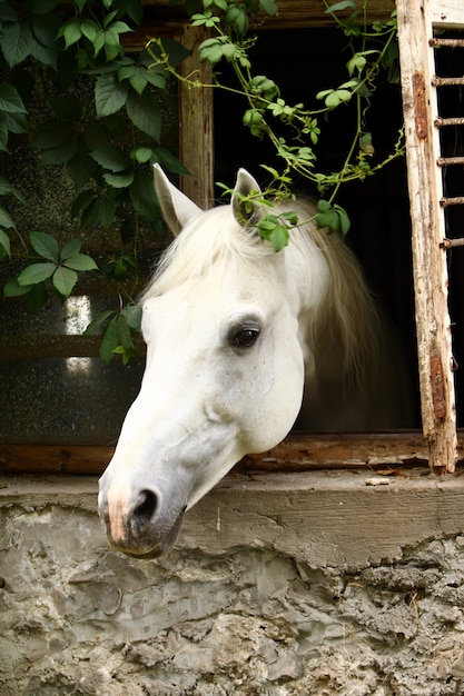 Hermoso caballo blanco