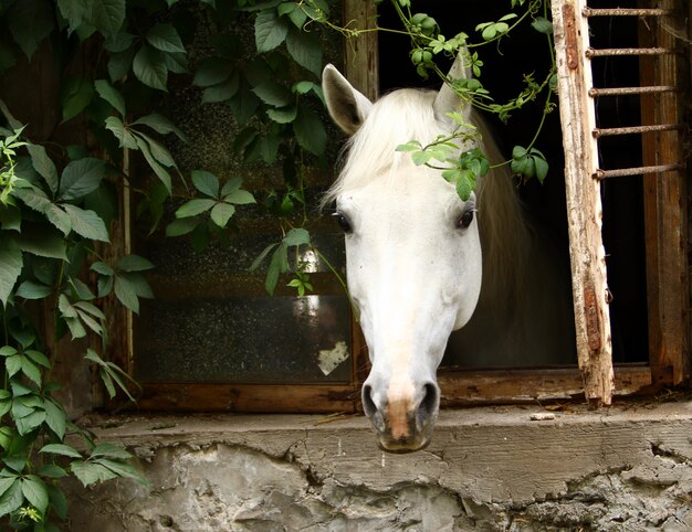 Hermoso caballo blanco