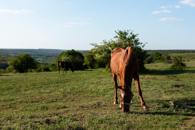 Hermoso caballo en el campo