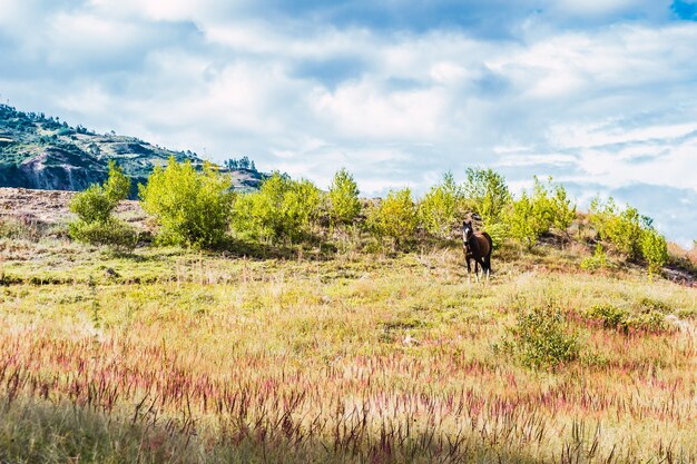 Hermoso caballo en una colina verde con un cielo nublado