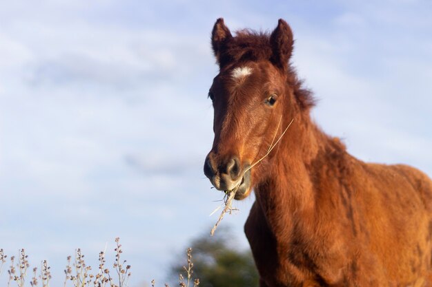 Hermoso caballo comiendo al aire libre