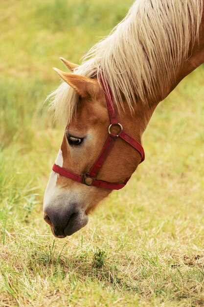 Hermoso caballo comiendo hierba