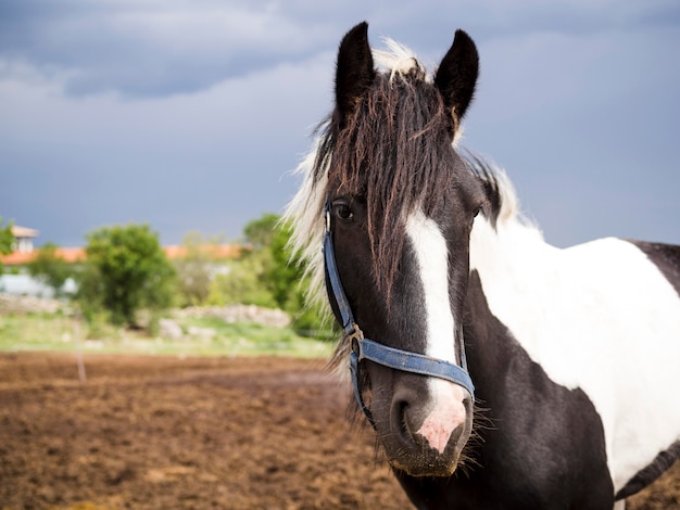 Hermoso caballo con espacio de copia