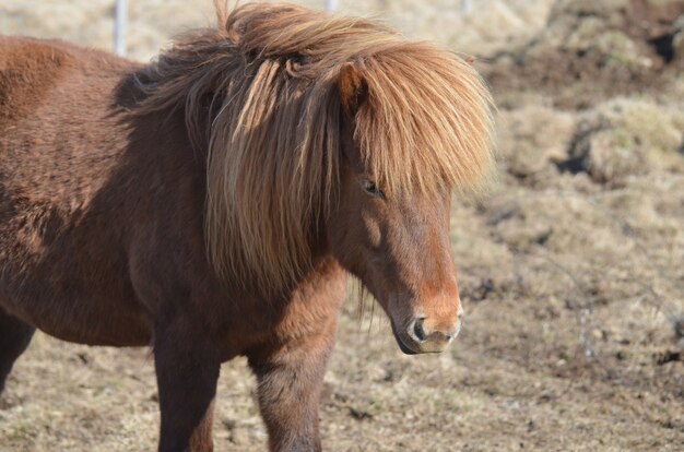 Hermoso caballo islandés castaño de pie en un campo.