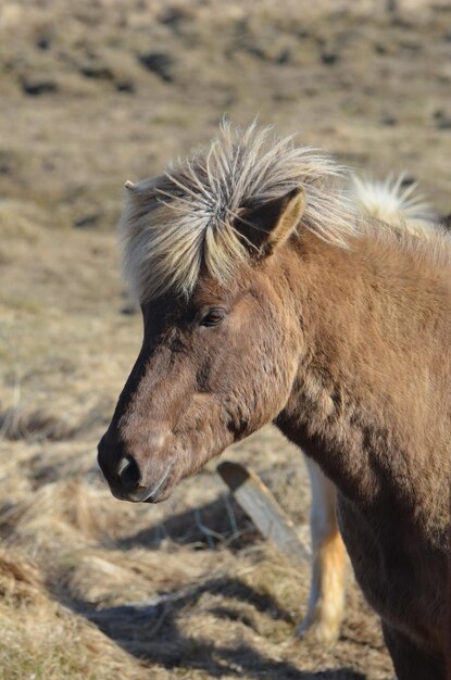 Hermoso caballo islandés con una melena peluda en Islandia.