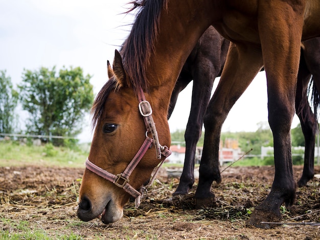 Hermoso caballo de lado comiendo del suelo