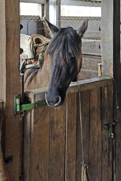 Hermoso caballo marrón en el granero