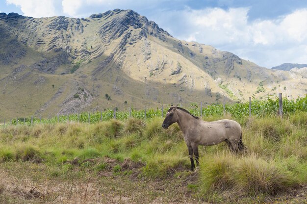 Hermoso caballo marrón pastando en las montañas