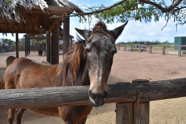 Hermoso caballo marrón viejo de pie en un prado de tierra.