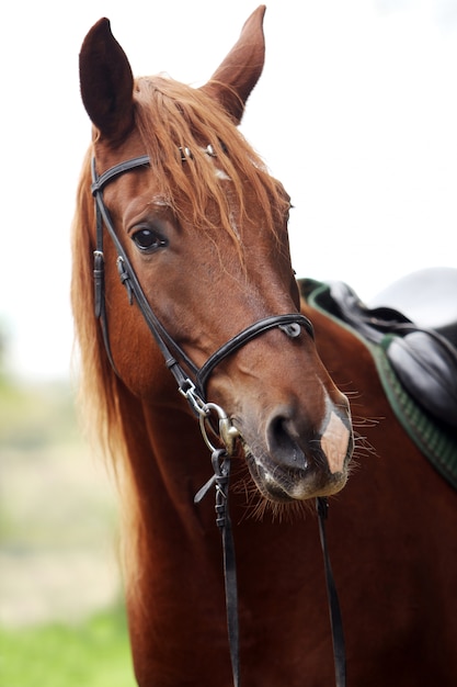 Foto gratuita hermoso caballo marrón