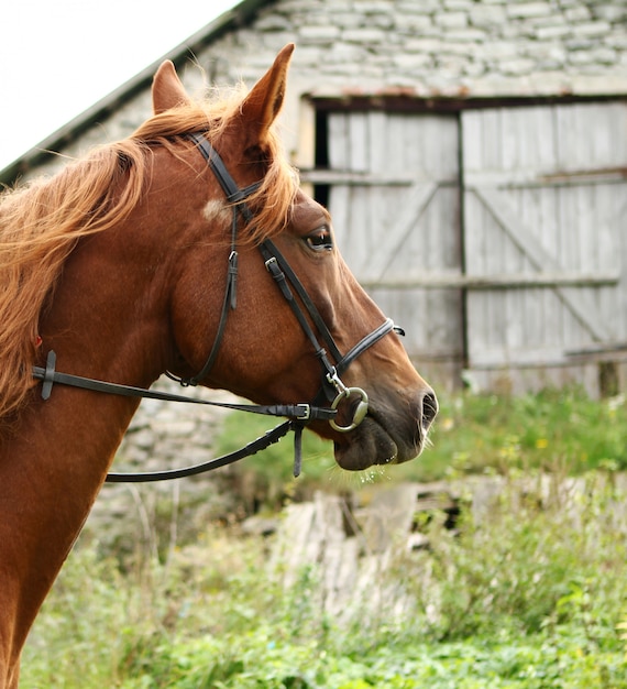 Hermoso caballo marrón