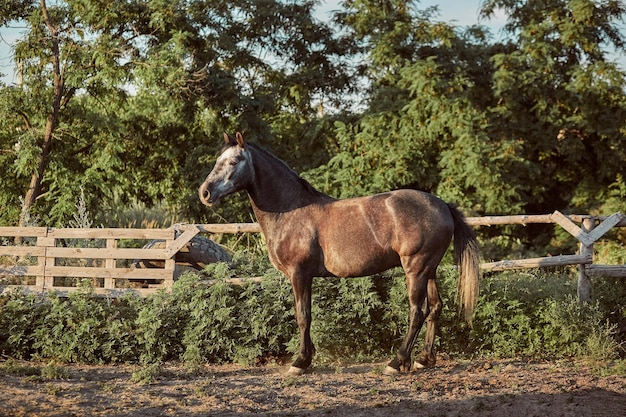 Hermoso caballo en el paddock. Granja. Rancho. Caballo mascota hermosa e inteligente