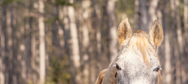 Hermoso caballo salvaje en el bosque