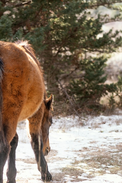 Hermoso caballo salvaje en el bosque