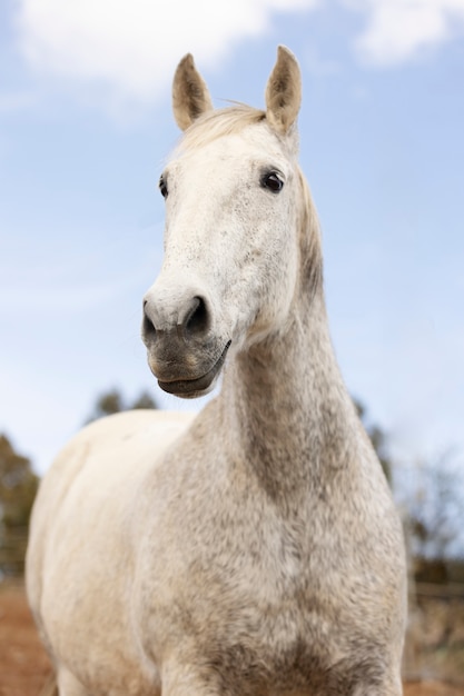 Hermoso caballo unicornio en la naturaleza