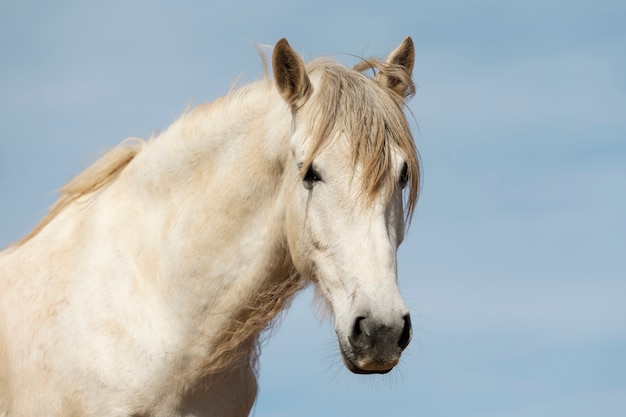 Hermoso caballo unicornio en la naturaleza