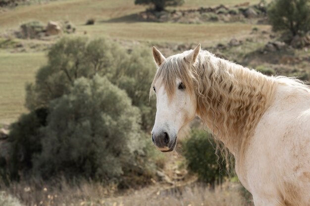 Hermoso caballo unicornio en la naturaleza