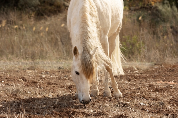 Foto gratuita hermoso caballo unicornio en la naturaleza