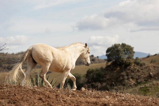 Foto gratuita hermoso caballo unicornio en la naturaleza