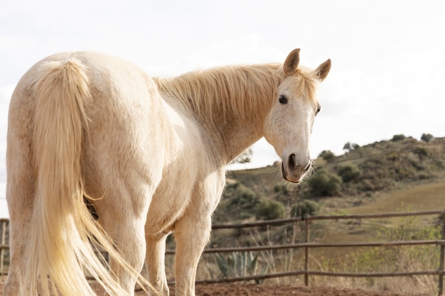 Hermoso caballo unicornio en la naturaleza