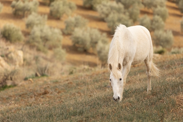 Foto gratuita hermoso caballo unicornio en la naturaleza