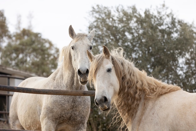 Foto gratuita hermoso caballo unicornio en la naturaleza