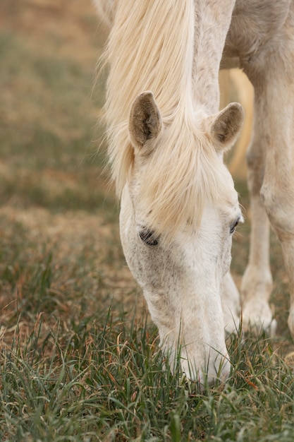 Foto gratuita hermoso caballo unicornio en la naturaleza