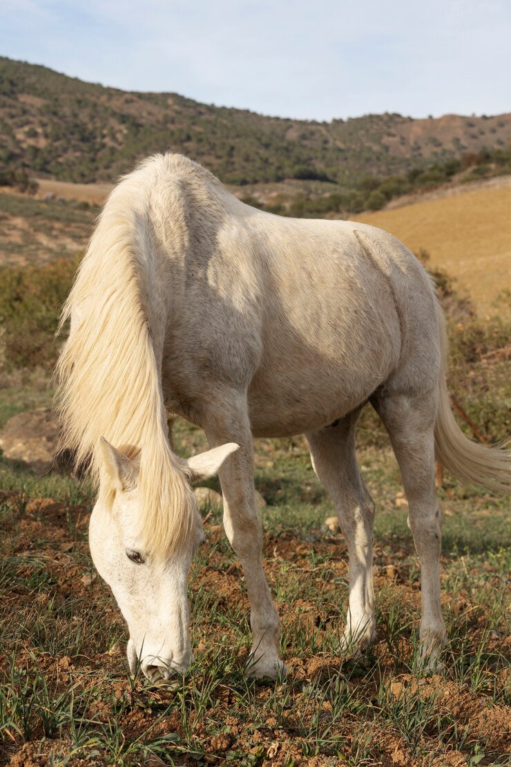 Foto gratuito el hermoso caballo unicornio en la naturaleza