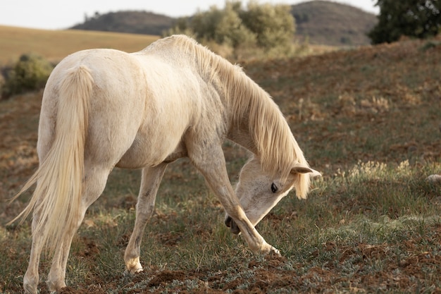 Foto gratuita hermoso caballo unicornio en la naturaleza